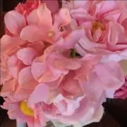 Morimiの画像