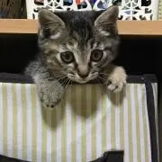 ティンク
