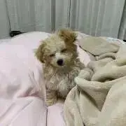 ラッ君
