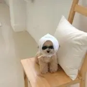 こむぎの画像