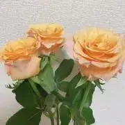 ぽんきちの画像