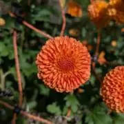 ufo☆の画像