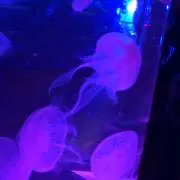 くらげちゃん