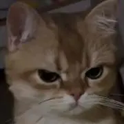 チユキの画像