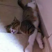 ネコネムリンヤンの画像