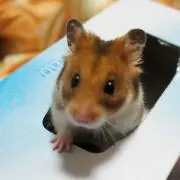 ガルシア