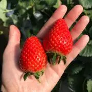 泳