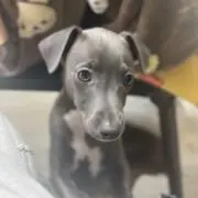 たつの画像