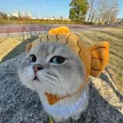 ユユの画像