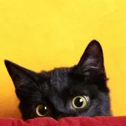 ちゃっぷの画像