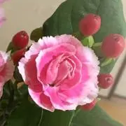 ゆりの画像