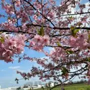 かえままの画像