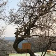 Psy
