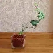 ケーエムの画像