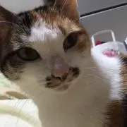 わたる