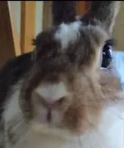 まーごの画像