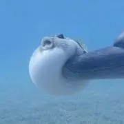 べーさんの画像