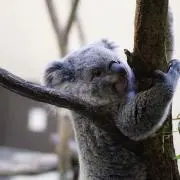 Koala（即購入可)の画像