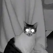 ゆかちゃんの画像