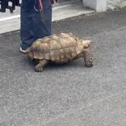 うさぎとかめ