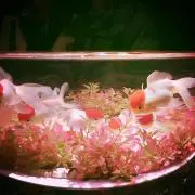 RMS☆の画像