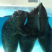 ユキの画像