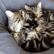 八葉