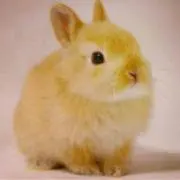 りん