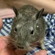 Masadoの画像