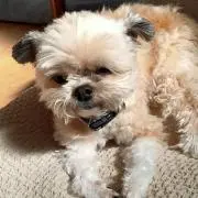 ふかぽんの画像