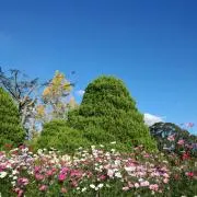 ほーの画像