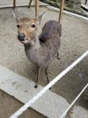 加賀ひゃっくの画像