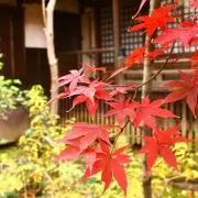 かえで