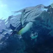 さくらの画像