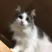 amemaの画像