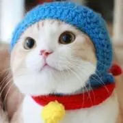 pinoco711の画像