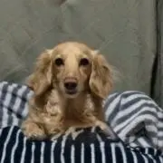ふうちゃん