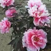 komeの画像