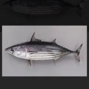 シェ・カツ男　【発送は平日のみ】の画像