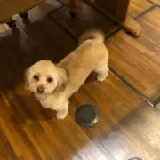 モカ