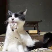 キートン