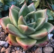 ときめ花壇　多肉植物専門店　プロフ必須の画像