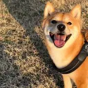 柴犬ちゃん♡の画像