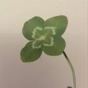 Lowの画像