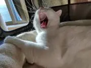 猫太郎の画像
