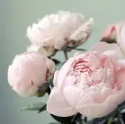 RISの画像