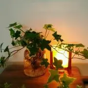 himawareの画像