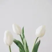 uniの画像