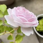 たなぼたの画像