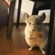 totoの画像